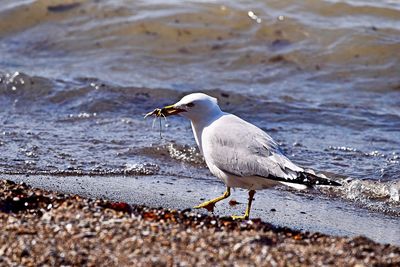 Seagull on beach