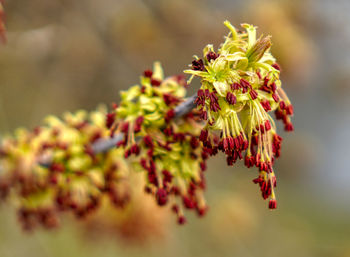 Close-up of plant against blurred background