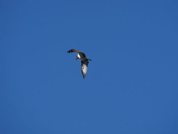 Low angle view of bird flying in sky