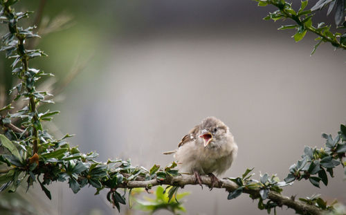 Bird perching on tree