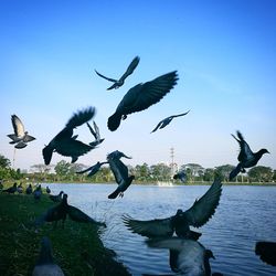 Low angle view of birds flying against sky