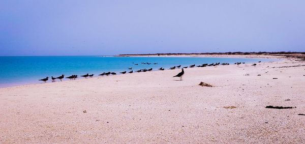 Flock of birds on beach against sky