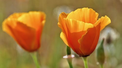 Close-up of orange tulip