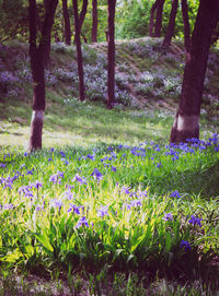 View of plants growing on field