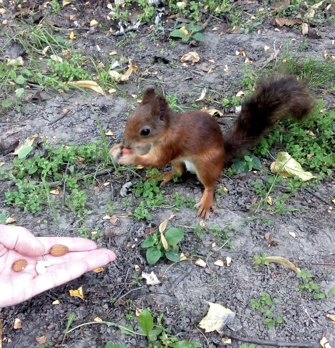 Lovely small squirrel