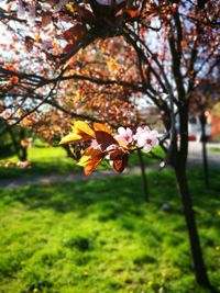 Close-up of fresh flower tree in autumn