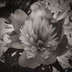 Close-up of flower blooming outdoors