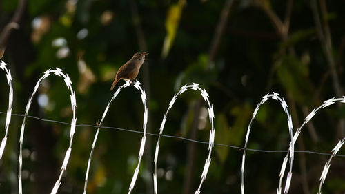 Bird perching on fence