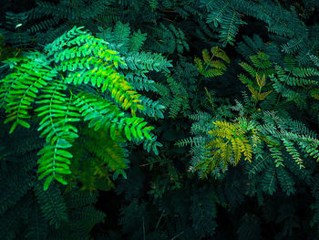 Full frame shot of trees in forest