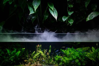 High angle view of plants growing on land