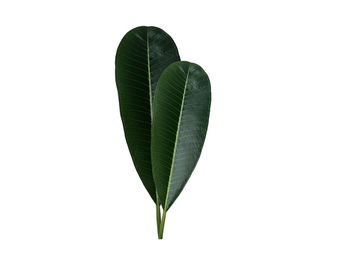 Close-up of leaves against white background