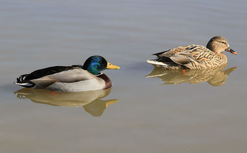 Mallard duck swimming in lake