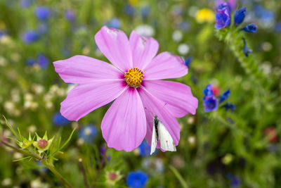 Close-up of pink cosmos flower