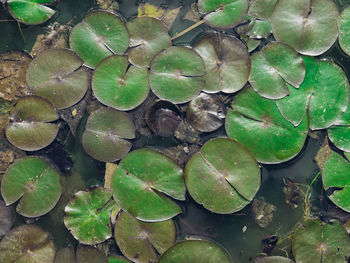 High angle view of water lily