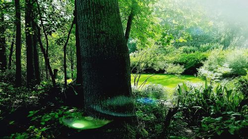 View of trees in forest