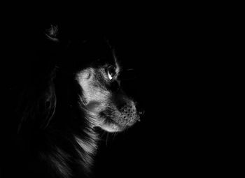 Close-up of dog over black background