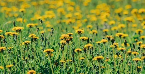 Close-up of sunflowers in field