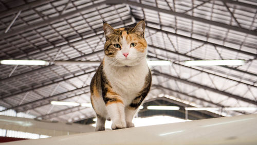 Portrait of cat sitting on metal grate