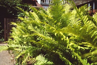 Palm leaves on tree