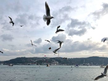 Seagulls flying over sea against sky