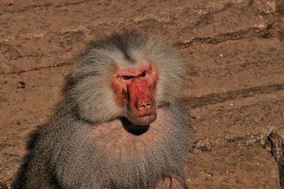 Close-up of monkey