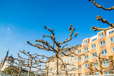 Low angle view of tree against blue sky