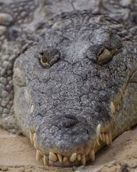 Close-up of crocodile in zoo