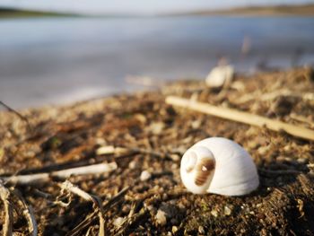 Close-up of snail on beach