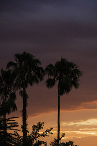 Low angle view of silhouette trees against sky at sunset