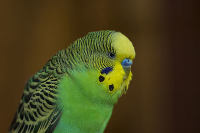 Close-up of parrot