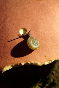 Close-up of snail
