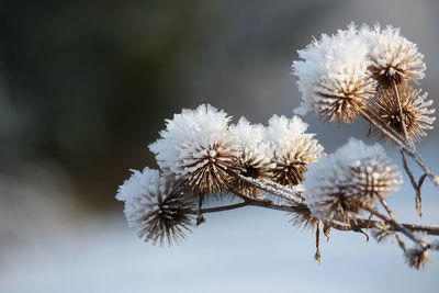 Close-up of snow on plant during winter