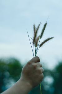 Close-up of hand holding plant parts against sky