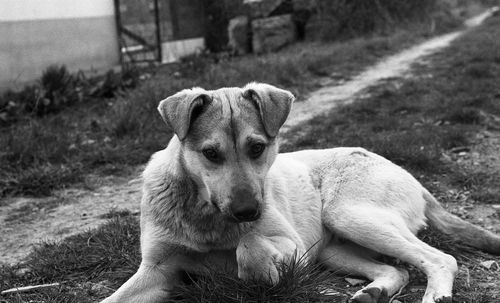 Portrait of dog relaxing on land