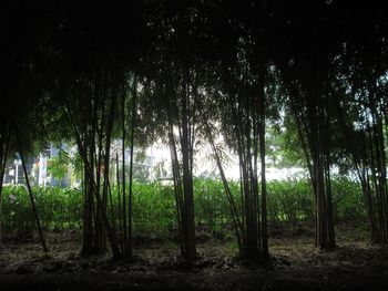 Trees growing in forest against sky at night