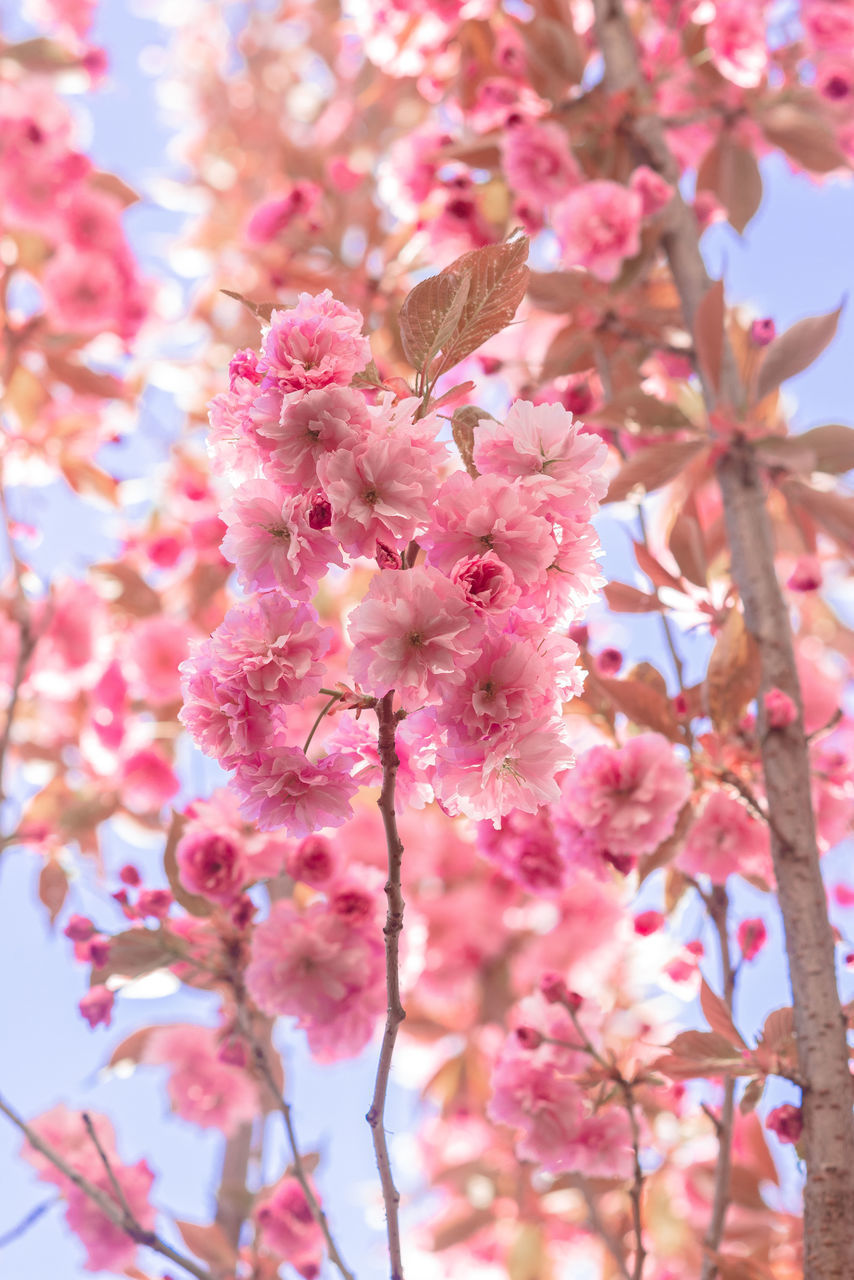 LOW ANGLE VIEW OF PINK CHERRY BLOSSOMS