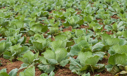 Close-up of green plants growing on field