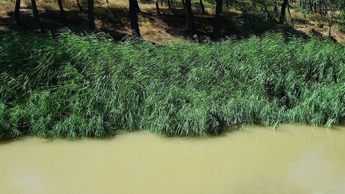 Scenic view of river flowing in forest