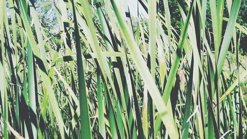 Close-up of green plants