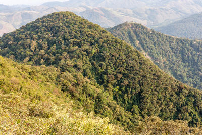 High angle view of trees on mountain