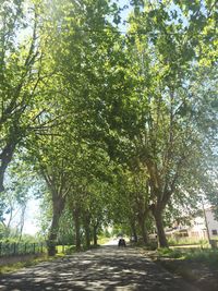 Road passing through forest