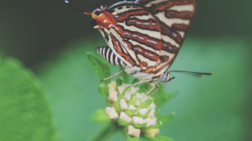 Close-up of butterfly on leaf