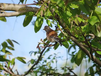 Low angle view of bird perching on tree