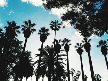 Low angle view of tree against sky