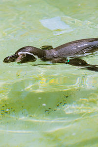 Close-up of fish swimming in lake