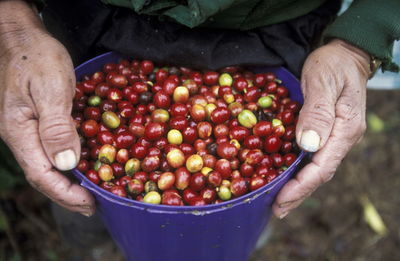 Cropped image of vendor holding bunch of berries