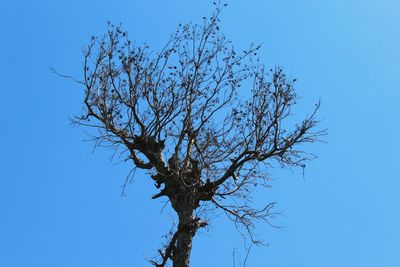 Low angle view of bare tree against clear blue sky