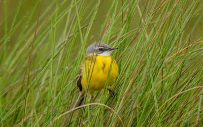 Close-up of bird on grass