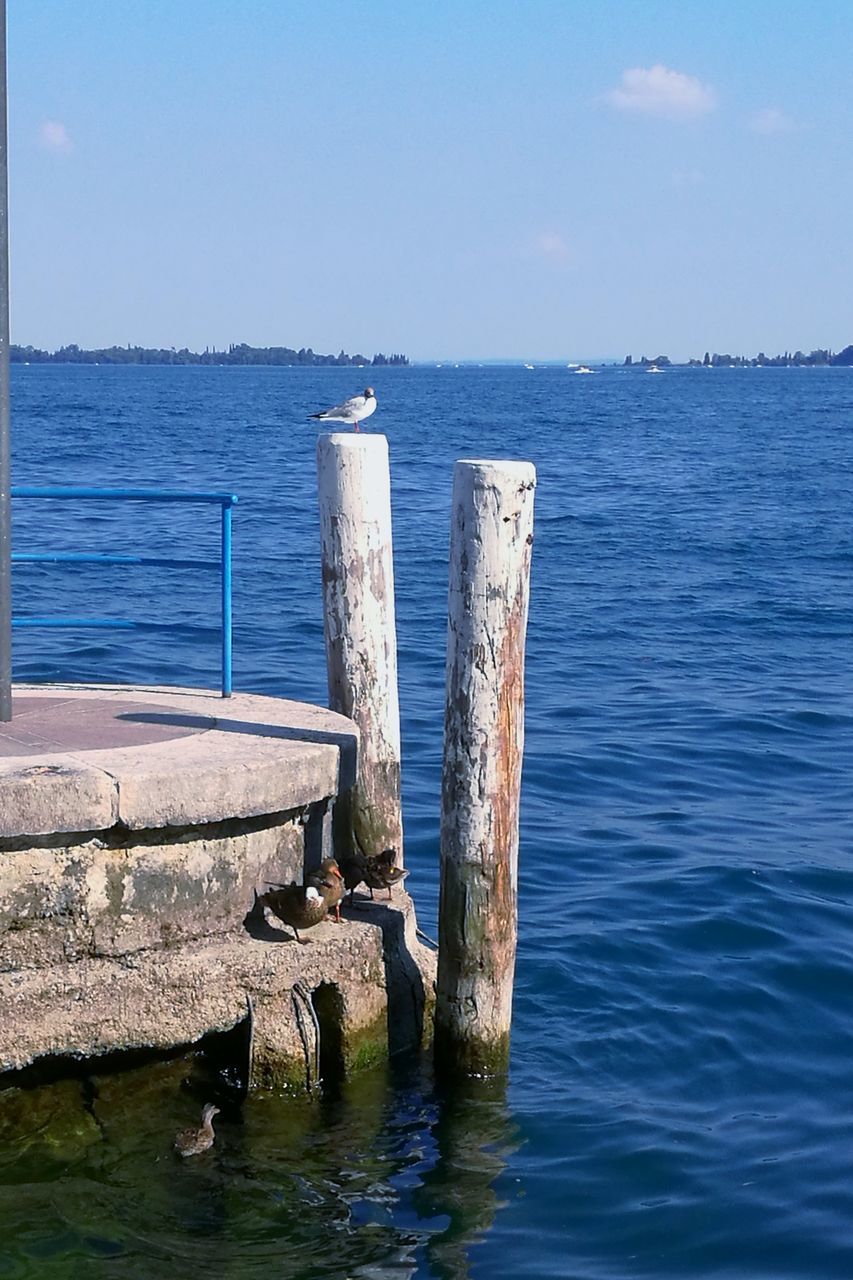 water, sea, nature, horizon over water, day, one animal, animal themes, animals in the wild, tranquility, outdoors, bird, scenics, tranquil scene, no people, beauty in nature, animal wildlife, waterfront, blue, clear sky, sky, perching