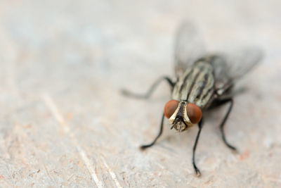 Close-up of fly